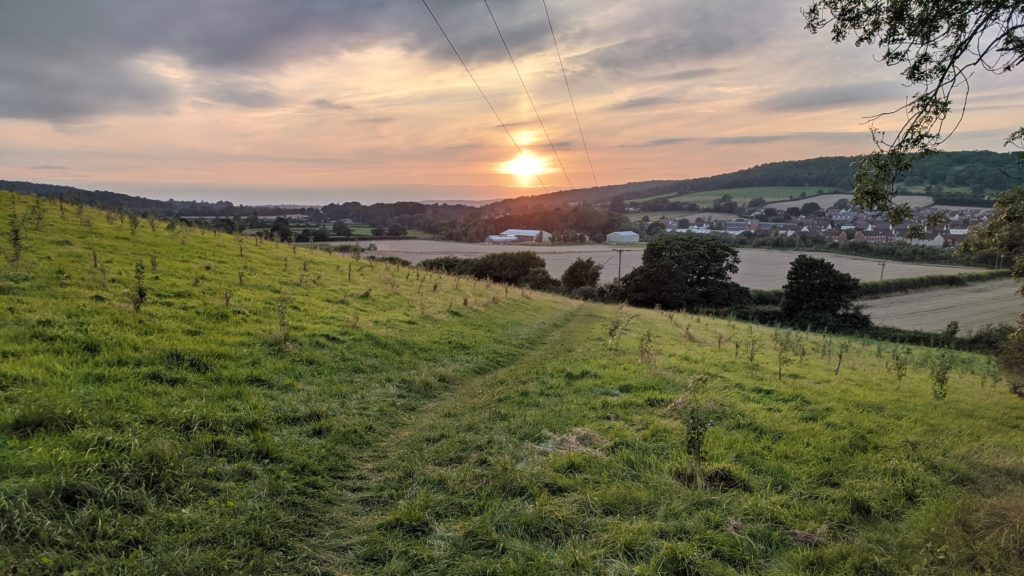 Saplings on Toboggan Hill, Long Ashton, Bristol, UK, 18 August 2021