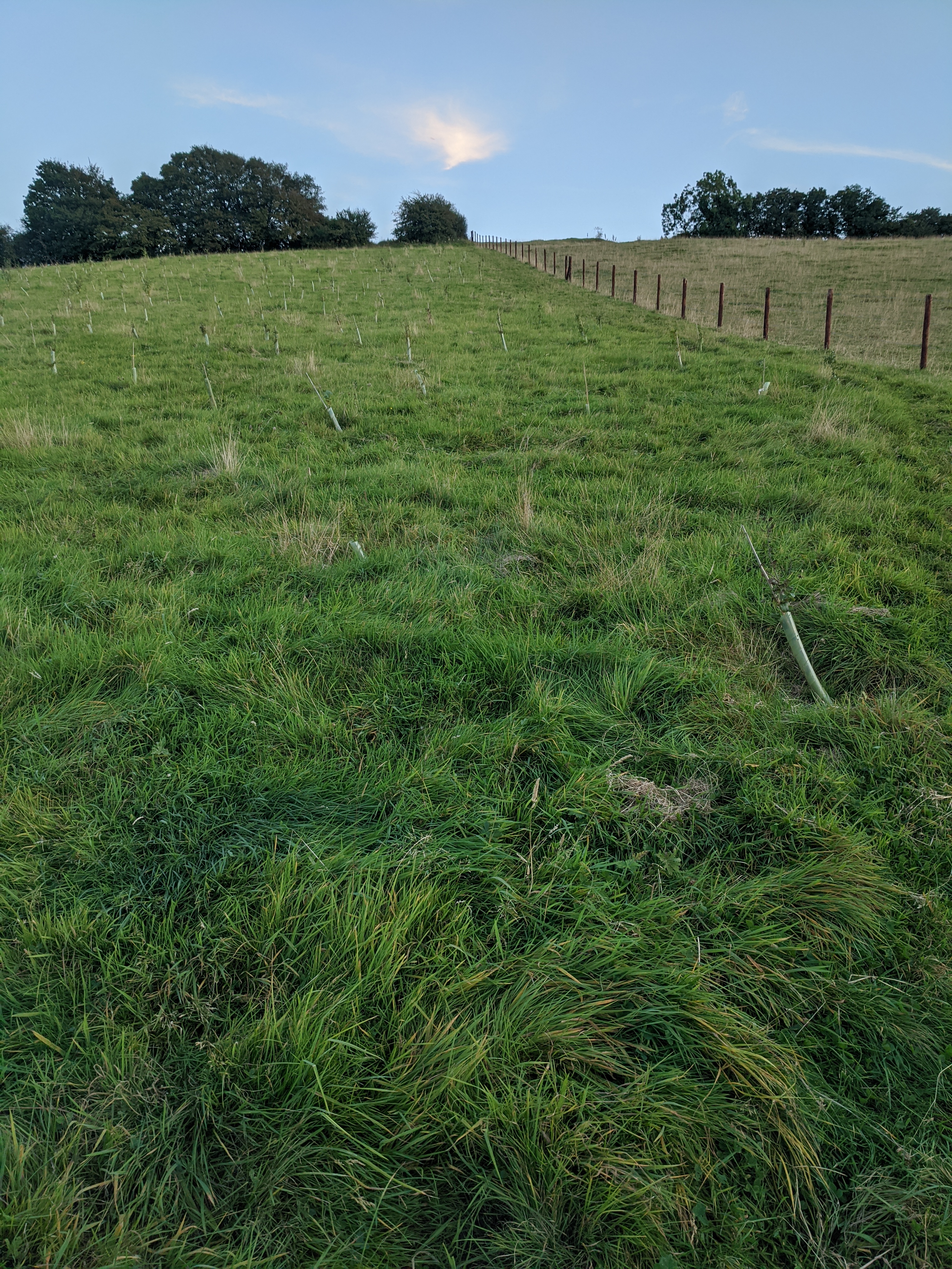 Toboggan Hill, Long Ashton, September 2021