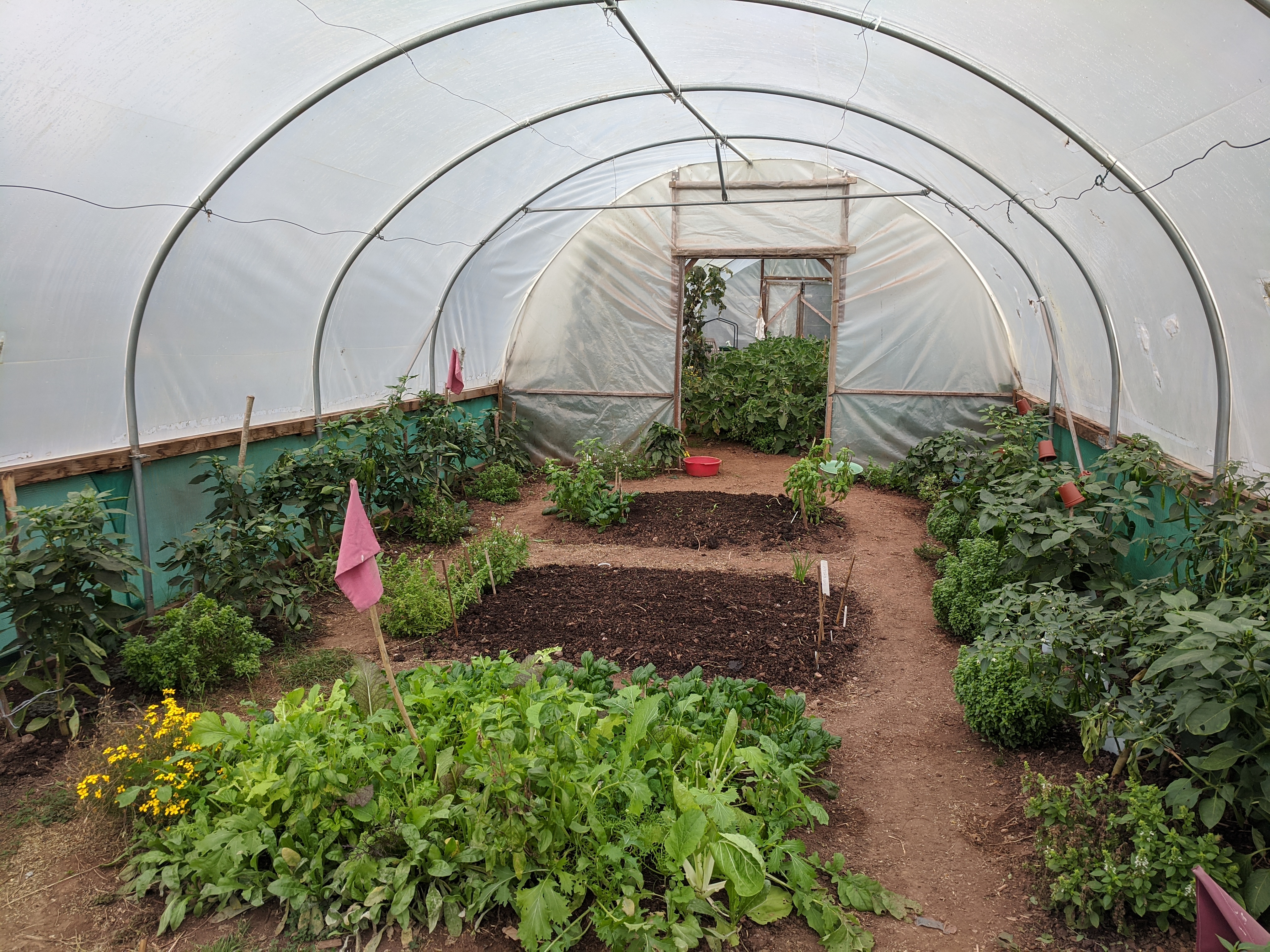 The inside of a polytunnel with crops growing at the end of the season.