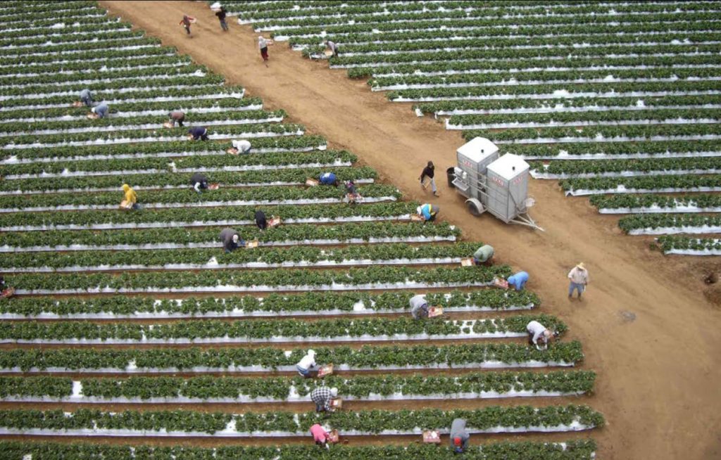 Strawberry farm representing the Plantationocene